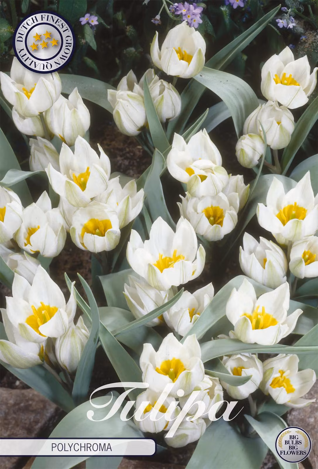 Tulipani policromi (10 pezzi) | Bulbi di tulipano di Sam van Schooten