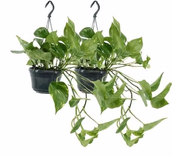 2 piante di Epipremnum aureum (Scindapsus), diametro vaso 15 cm, altezza 25 cm