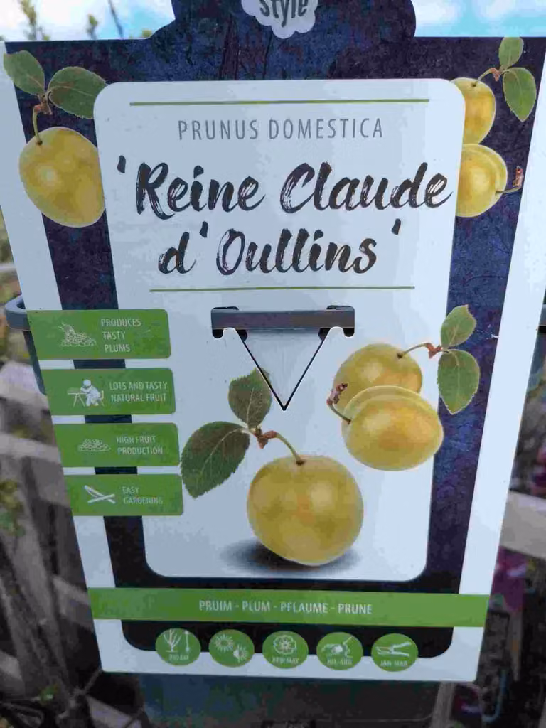 Prunus domestica 'Reine Claude d'Oullins' 100-120 cm - Prugno - Albero di prugne