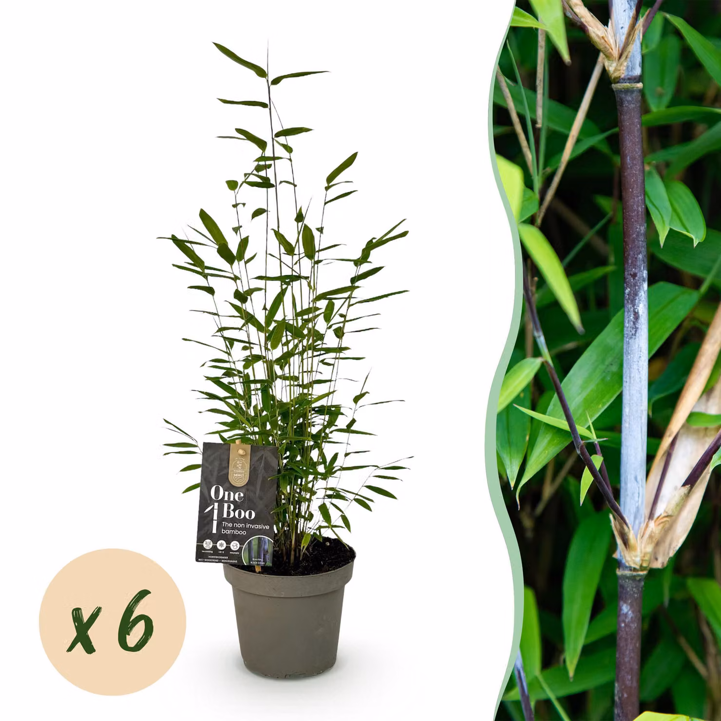 Bambù - Fargesia Black Dragon - Sempreverde - Verde - 6 piante - 25-35cm - Ø14cm - Pianta da giardino