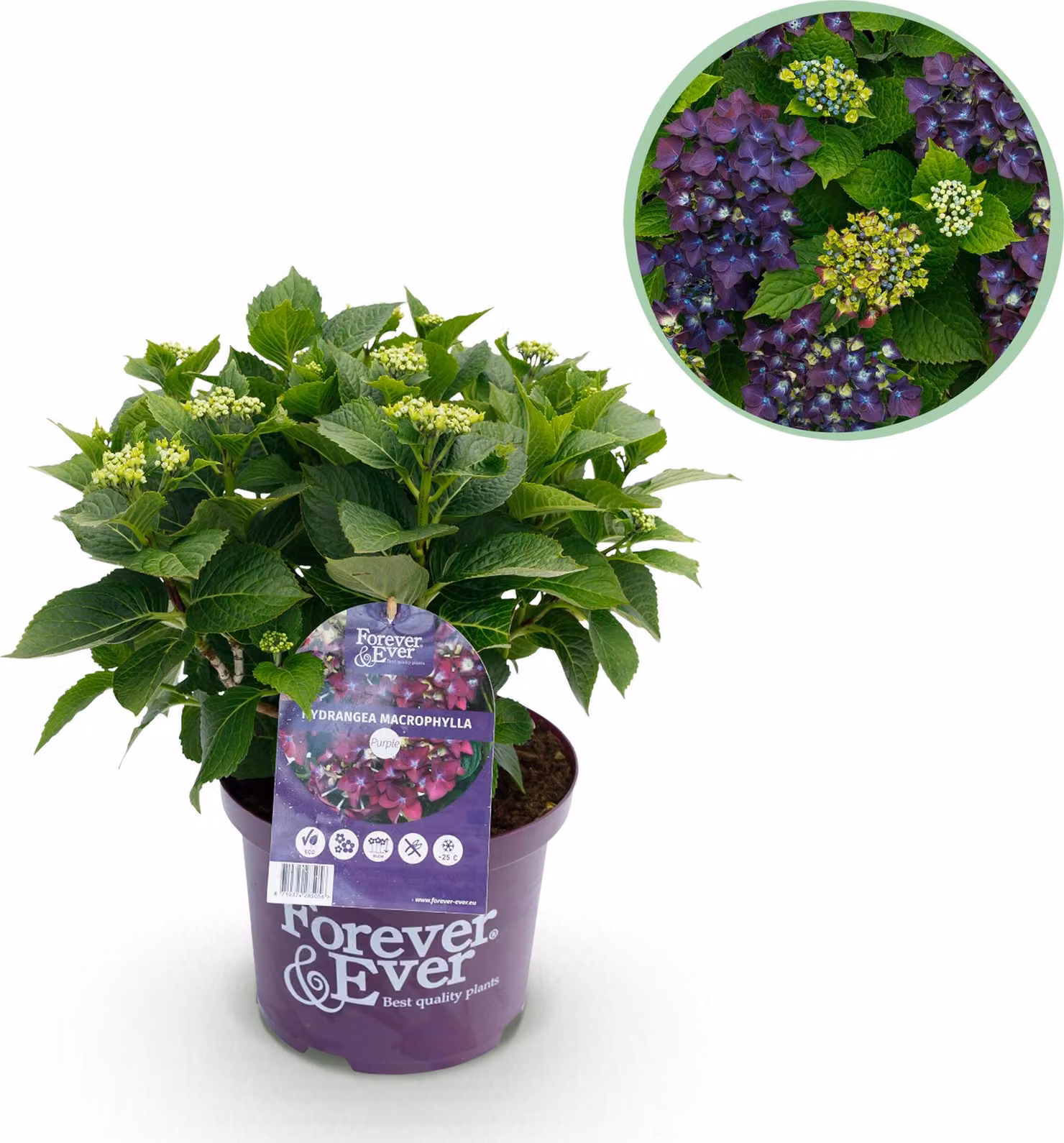 Ortensia - Hydrangea Forever & Ever - Viola - 7-12 Fiori - Pianta da terrazzo - 40-55cm - Ø23cm - Pianta da giardino