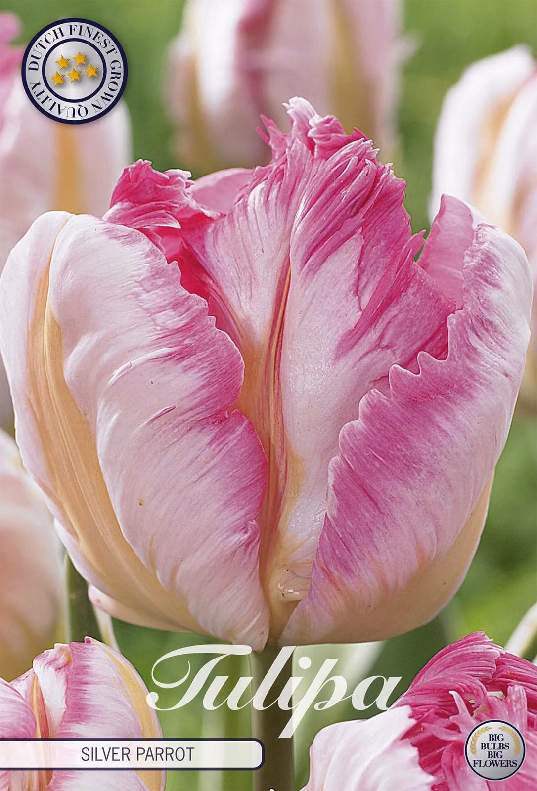 Tulipano Silver Parrot (7 bulbi) | Bulbi di tulipano di Sam van Schooten