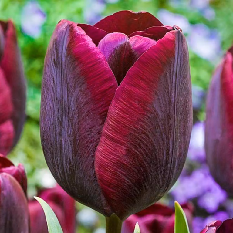 Tulipani Bulbi di tulipani Bulbi di fiori Fiori di tulipano rosso scuro bordeaux 5 pz.