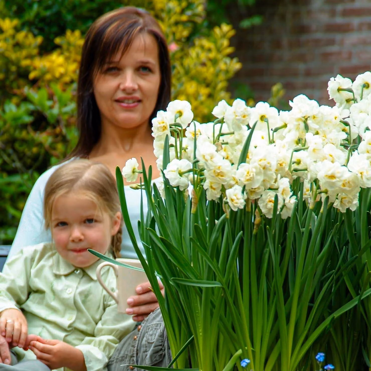 Bulbi di narciso resistenti al freddo, perenni - Narcisi "Grand Soleil d'Or", fioritura estiva - 25 bulbi - Piante profumate provenienti dall'Olanda - adatte per giardino e vasi (non semi, non prodotti artificialmente)