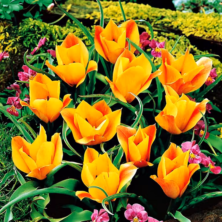 Tulipani Fiore Bulbi Bulbi Fiori Botanici Tulipano Bronzo Charm 5 pz.