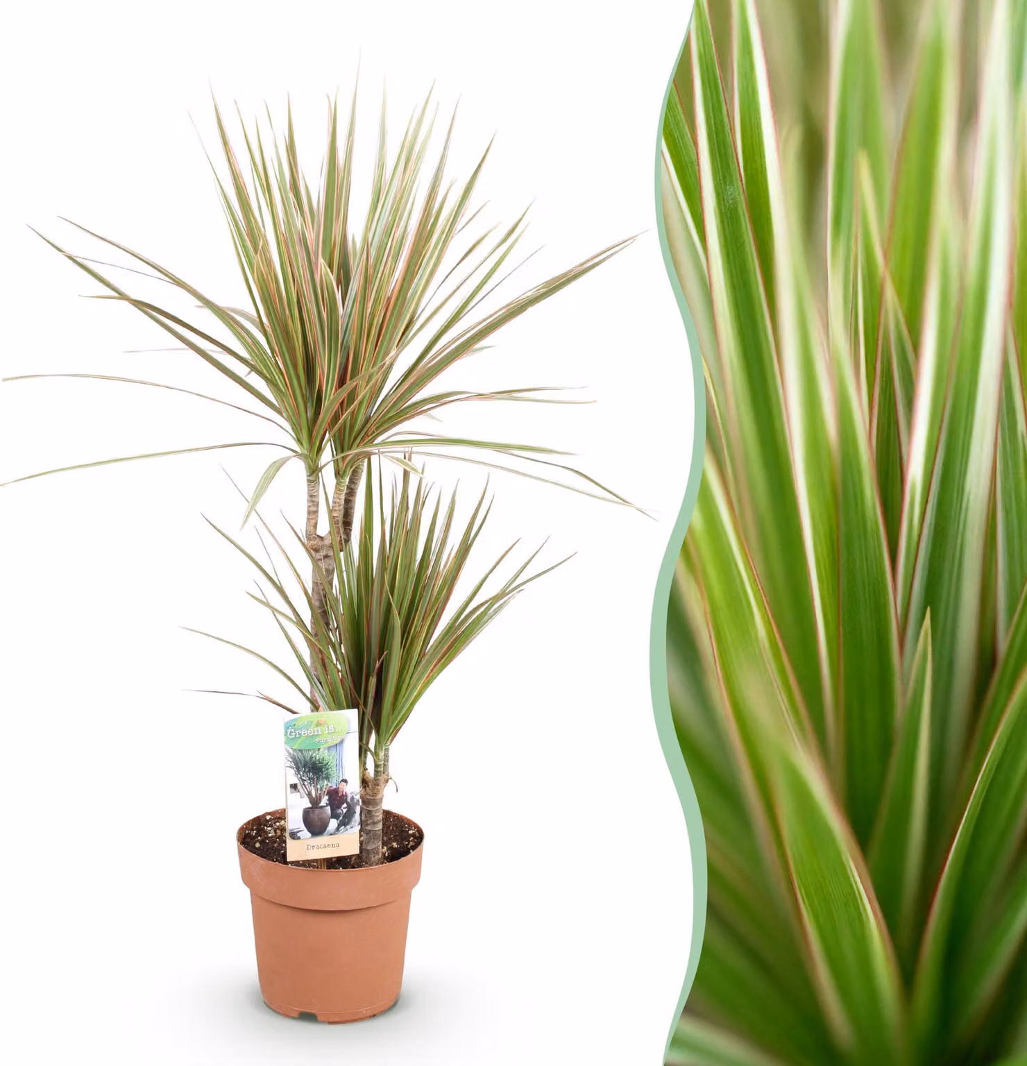 Dracaena Marginata Bicolore - Albero del drago - Bassa manutenzione - Verde - 70-75cm - Ø17cm - Pianta d'appartamento - Sempreverde