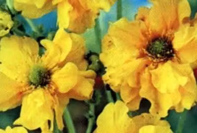 6 x Geum chil. 'Lady Stratheden' ('goldball') - Nelkenwurz - Topf 9 x 9 cm