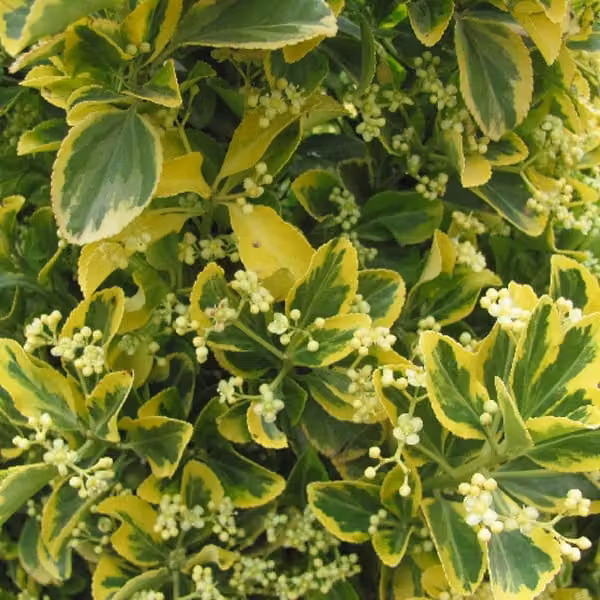 2 piante di *Euonymus japonicus* 'Ovatus Aureus' | Altezza: 20-30 cm, in vaso