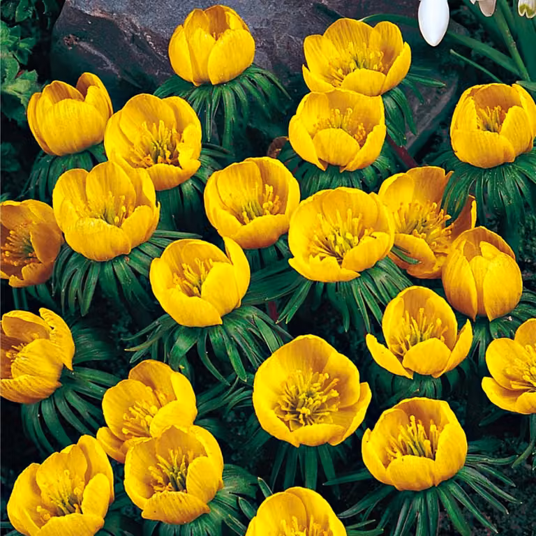 Eranthis Cilicica Ferita 5 pz. Bulbi di fiori