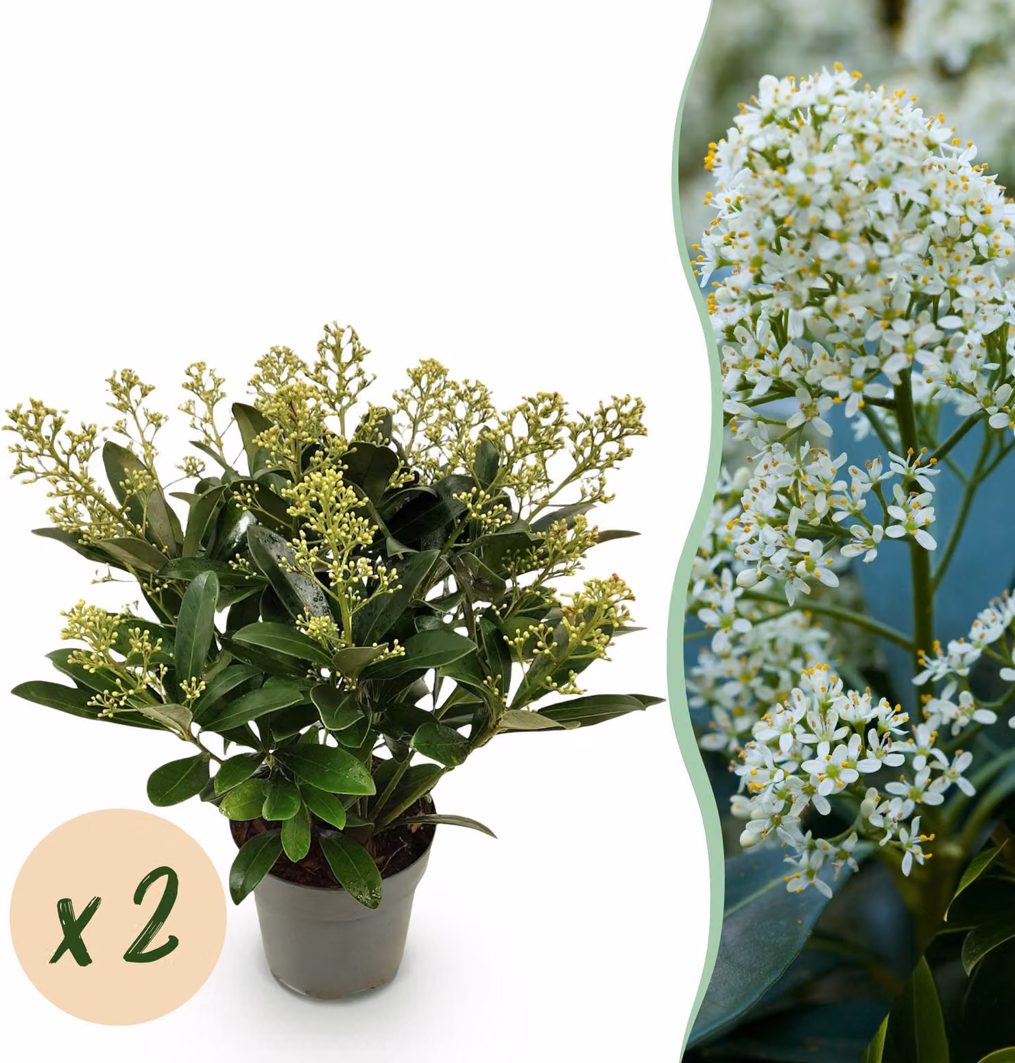 Skimmia japonica Finchy - Fiore bianco - 15+ fiori - 2 piante - rustica - 30cm - Ø15cm - Pianta da giardino