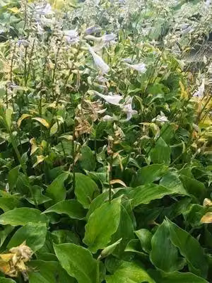 6 x Hosta hybr. 'Invincible' - Hosta - vaso 9 x 9 cm x 9 cm