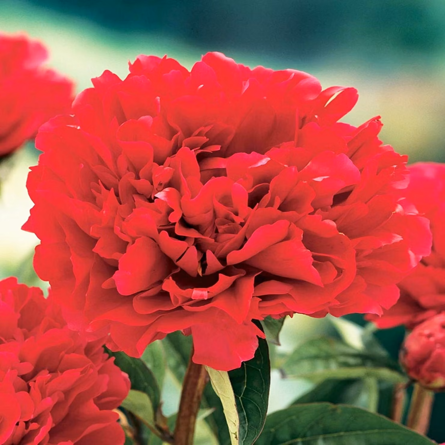 Paeonia Peonia piantina Felix Crouse 1 pz Peonie piantine Profumate