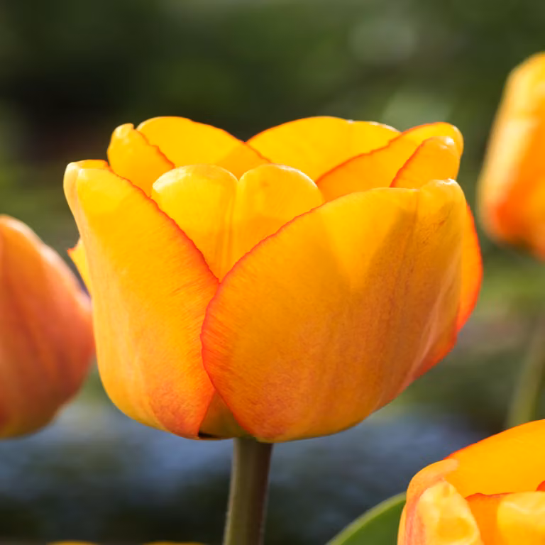 Tulipani Bulbi da fiore Bulbi da fiore Bulbi di tulipano Tulipano arrossato Alepdoorn 5