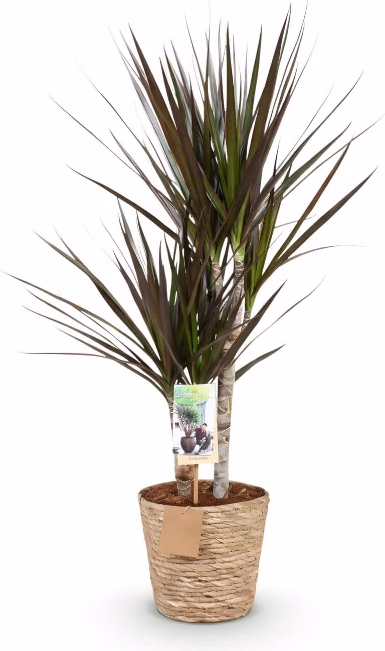 Dracaena Magenta 70-80cm, 17cm, con vaso a cesto, elegante e di facile