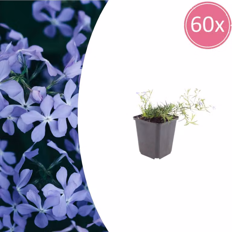 Phlox (S) 'Emerald Cushion Blue' | 60 pezzi - 10-25cm - Ø9cm - Pianta da giardino