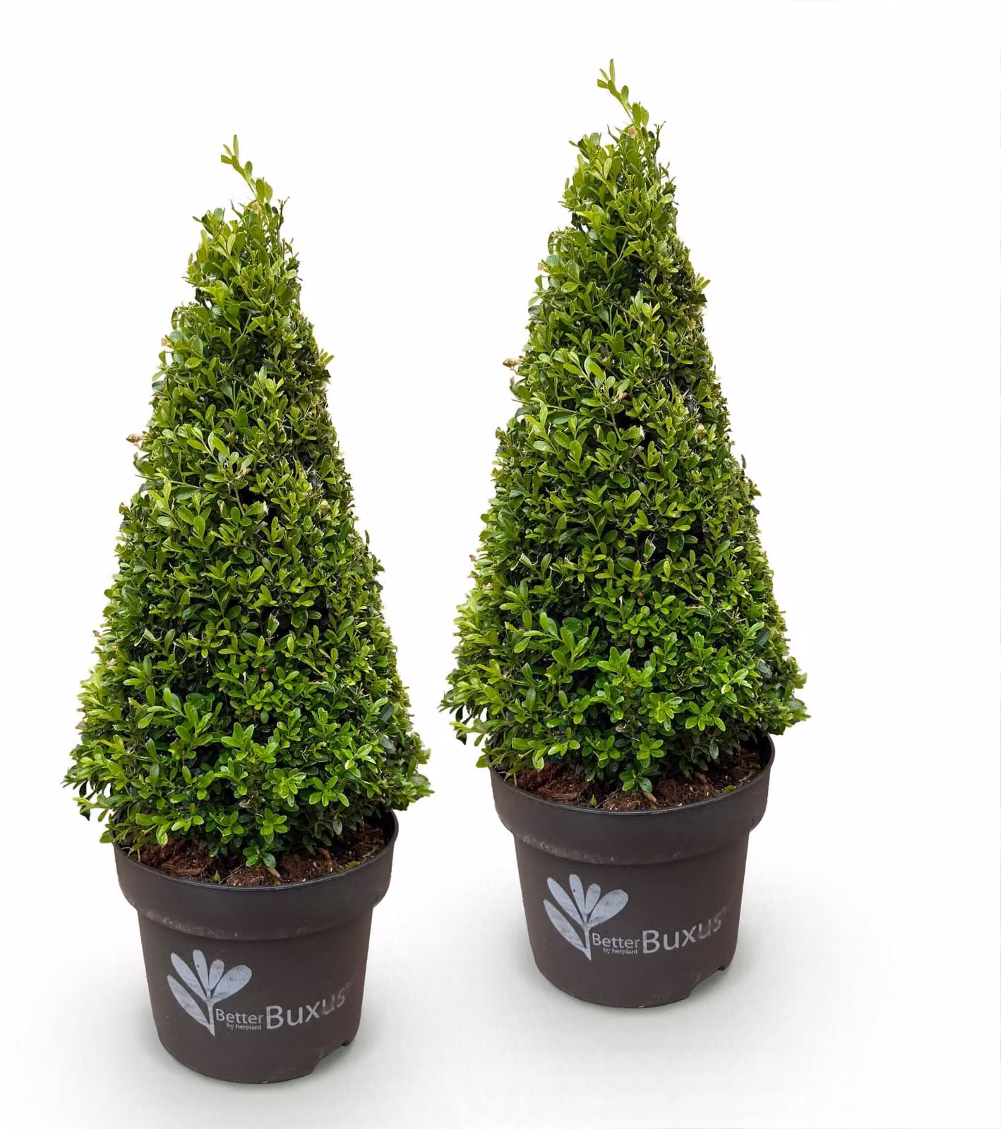 Buxus Pyramide - BetterBuxus Skylight - Resistente alla muffa del bosso - 2 piante - 60-70cm - Ø23cm - Pianta da giardino