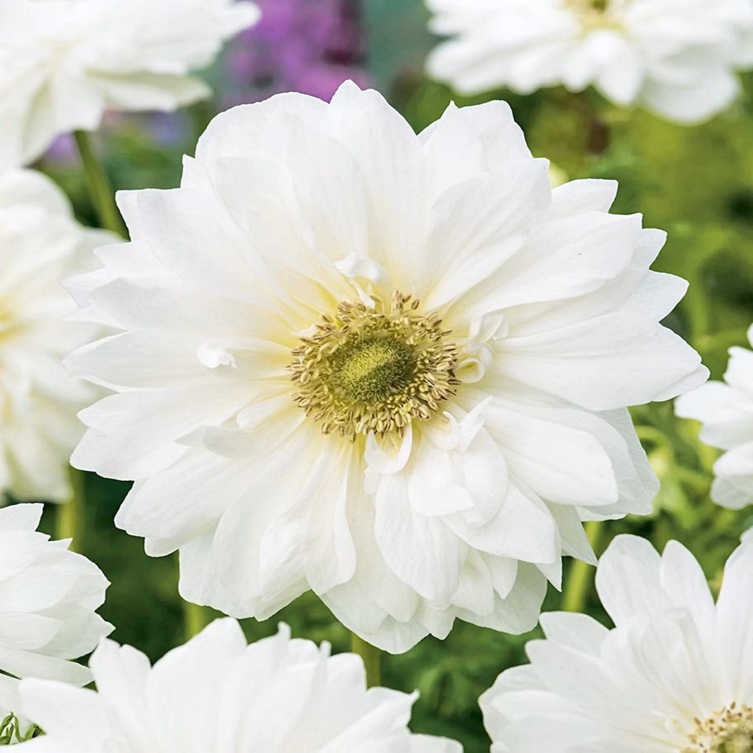 Anemone Full White Mount Everest 10 pz Bulbi di anemone