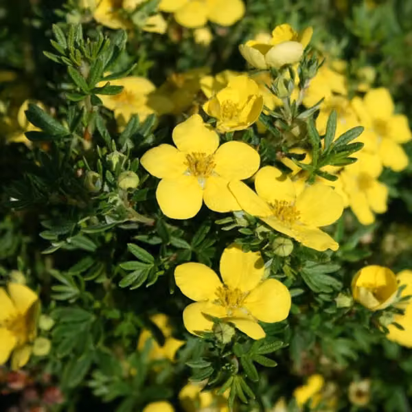 2 piante di potentilla fruticosa 'Goldteppich' | Altezza: 25-30 cm, in vaso