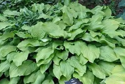 6 x Hosta hybr. 'Honeybells' - Hosta - vaso 9 x 9 cm x 9 cm
