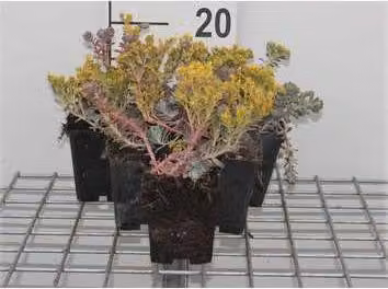 6 x Sedum spath. purpureum" - Foglia grassa - vaso 9 x 9 cm