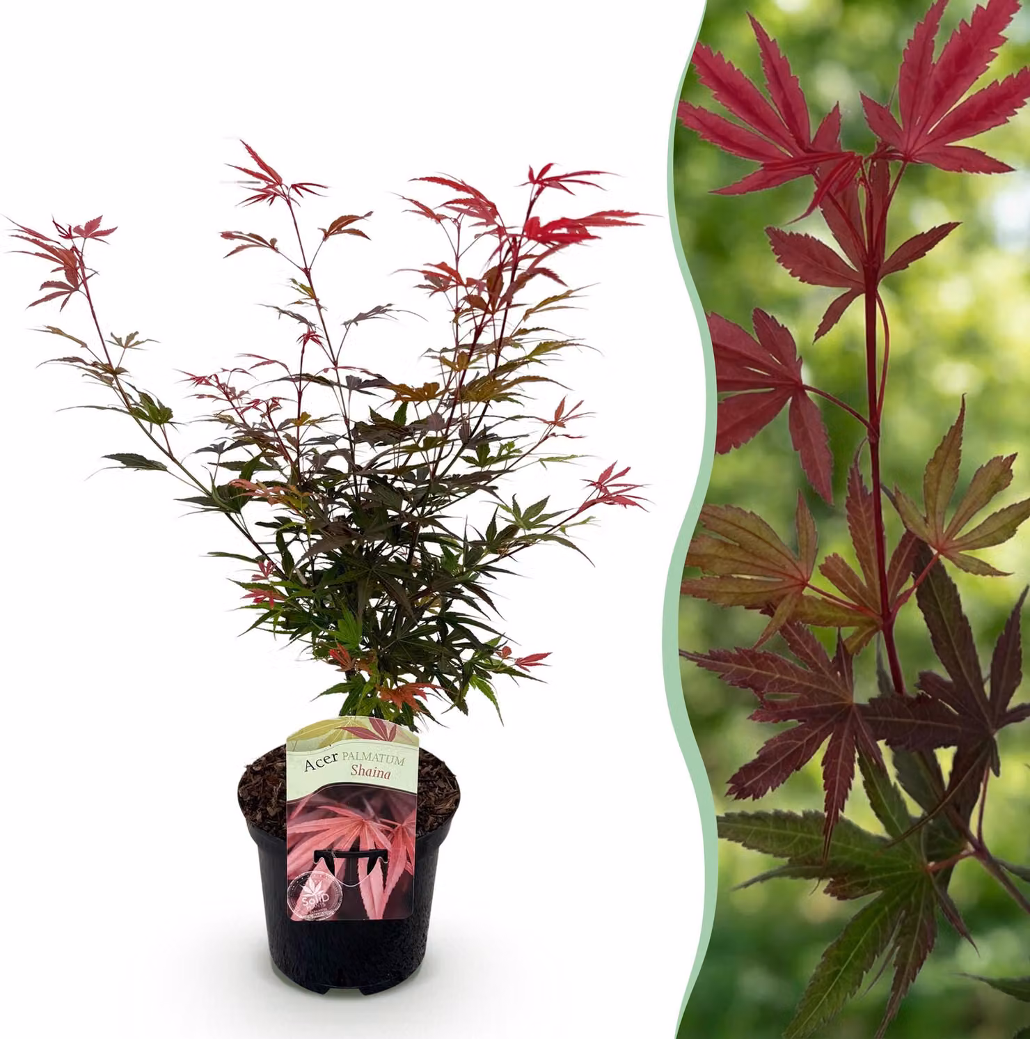 Pianta da terrazzo - Acero giapponese - Acer palmatum Shaina - Rosso - 1 Pianta - Decidua - 60-70cm - Ø25cm - Pianta da giardino