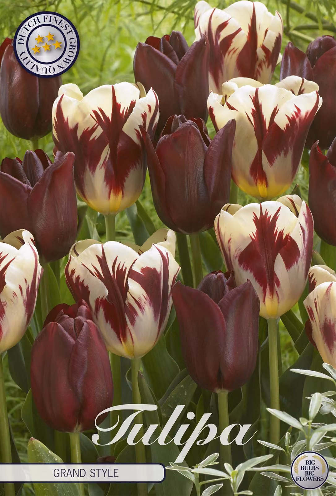 Tulipani Grand Style (10 pezzi) | Bulbi di tulipano di Sam van Schooten