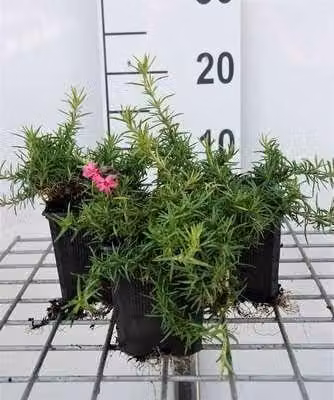6 x Phlox (s) 'Atropurpurea' - Fiore di fiamma - Vaso 9 x 9 cm