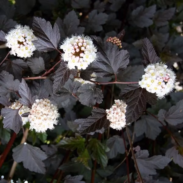 2 piante di Physocarpus opulifolius 'Red Baron' (falso acero rosso), altezza 30-40 cm, in vaso