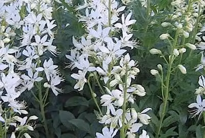 6 x Dictamnus alb. 'Albiflorus' - Cespuglio ardente - vaso 9 x 9 cm