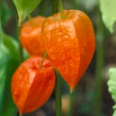 6 x Physalis alkekengi 'Franchetii' - Physalis - vaso 9 x 9 cm