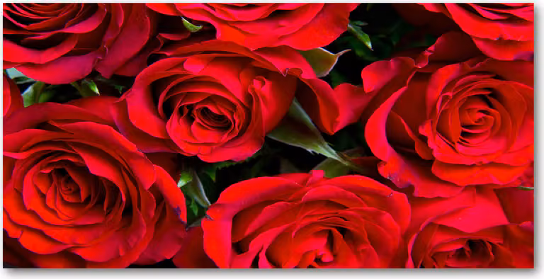 Pannello protettivo per cucina Tulup® in vetro temperato - 100x50 - Protezione anti-schizzi, decorazione: fiori e piante, rose rosse