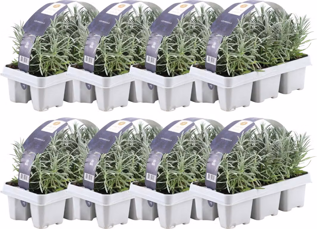 Lavanda profumata blu 48 piante di lavanda angustifolia - Piante di lavanda resistenti al freddo - Lavanda vera - Piante da giardino -    48 x Ø7 cm - 15 cm
