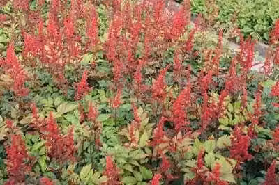 6 x Astilbe (a) 'Spinell' - magnifica spirea - vaso 9 x 9 cm