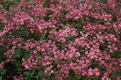 6 x Astrantia major 'Venice'® - Ombrello stellato - Vaso 9 x 9 cm