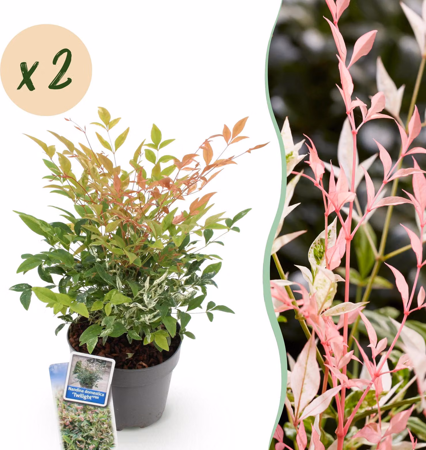 Nandina Twilight - Colorata e rosa - 2 piante - Sempreverde - Bassa manutenzione - 35-45cm - Ø17cm - Pianta da giardino