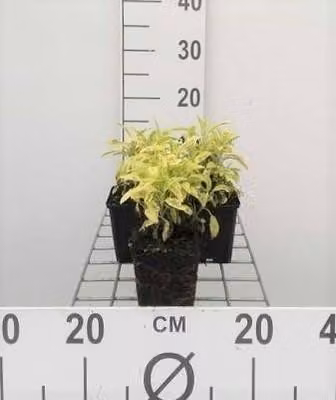 6 x Salvia off. 'Icterina' 'aurea' - Muschio stellato - vaso 9 x 9 cm
