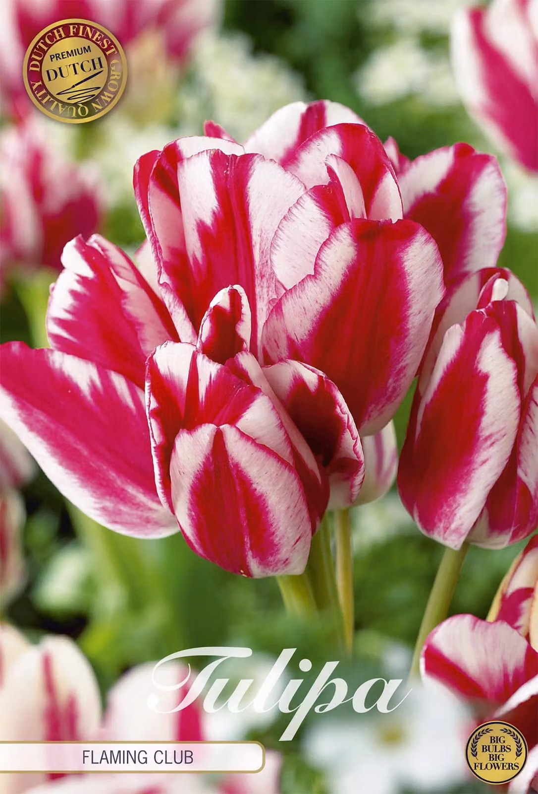 Tulipano Flaming Club (7 bulbi) | Bulbi di tulipano di Sam van Schooten