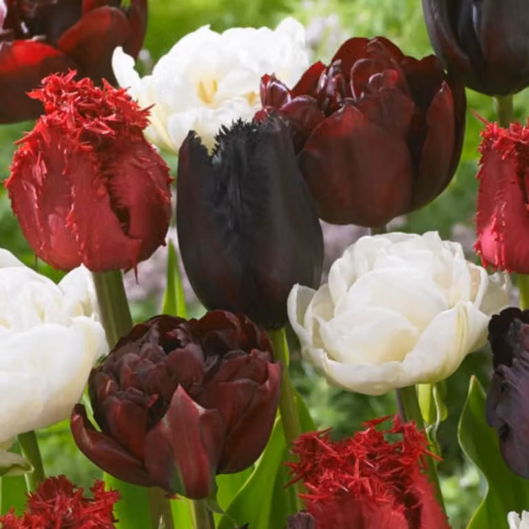 Bulbi di tulipano resistenti al freddo, perenni - Mix di colori bordeaux e bianco - 20 bulbi - Piante vere provenienti dall'Olanda - Tulipani per giardino, vasi e balcone (bulbi grandi, senza semi, non artificiali)