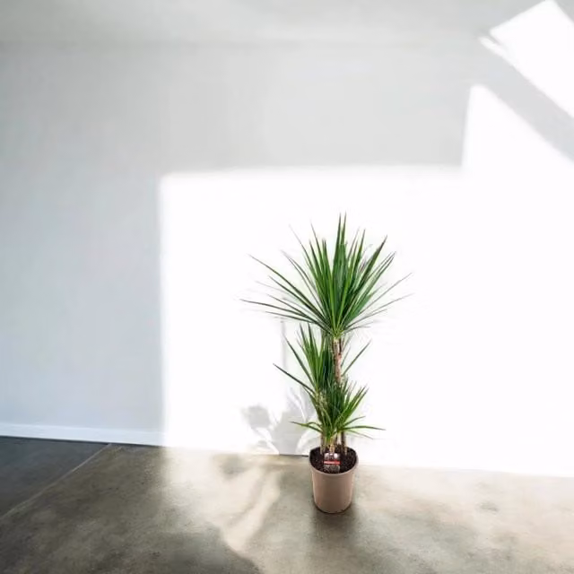 Pianta da interno ornamentale Gardenaria Dracaena fragrans marginata con foliage verde, Altezza: 180 cm