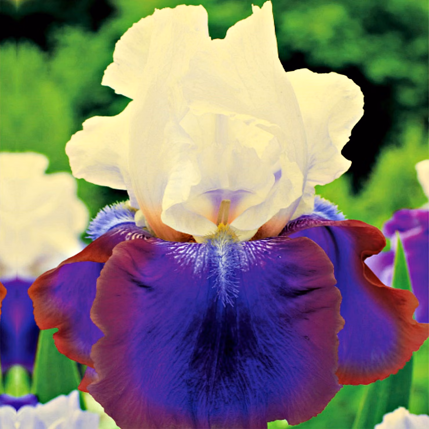Iris Germanica Bródkowy Burgemeister 1 pz Iris piantine di iris Iris