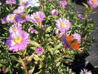 6 x Aster n.-b. 'Sarah Ballard' - Aster autunnale - vaso 9 x 9 cm