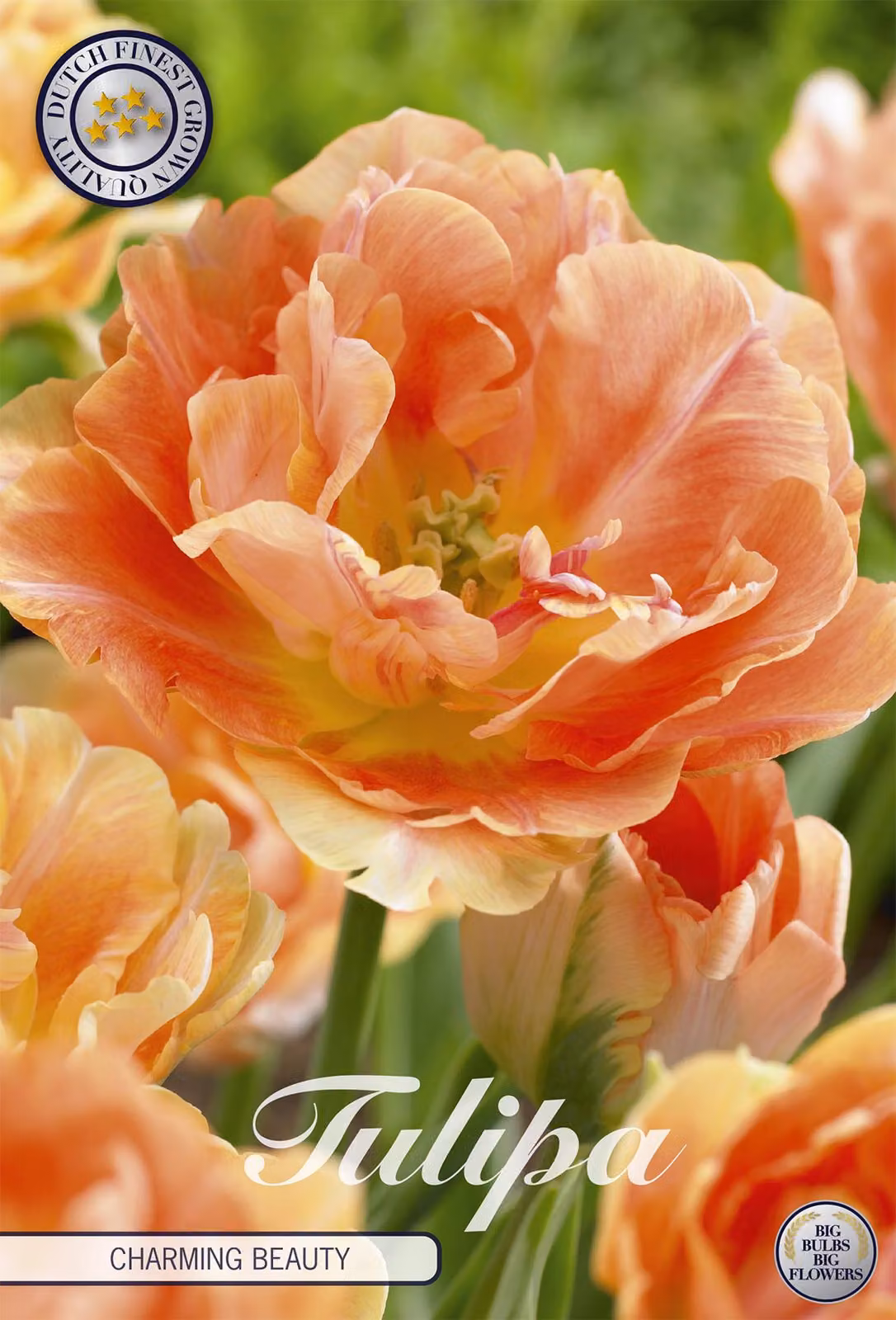 Double Late - Bellezza affascinante - Tulipa
