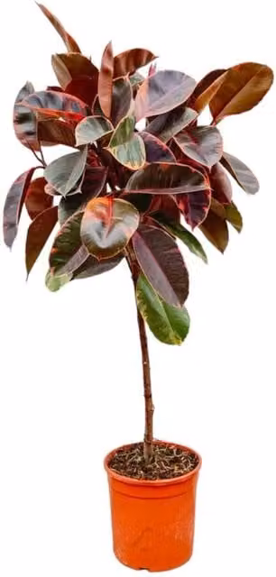 Ficus Elastica Belize su tronco - 130 cm - ø24