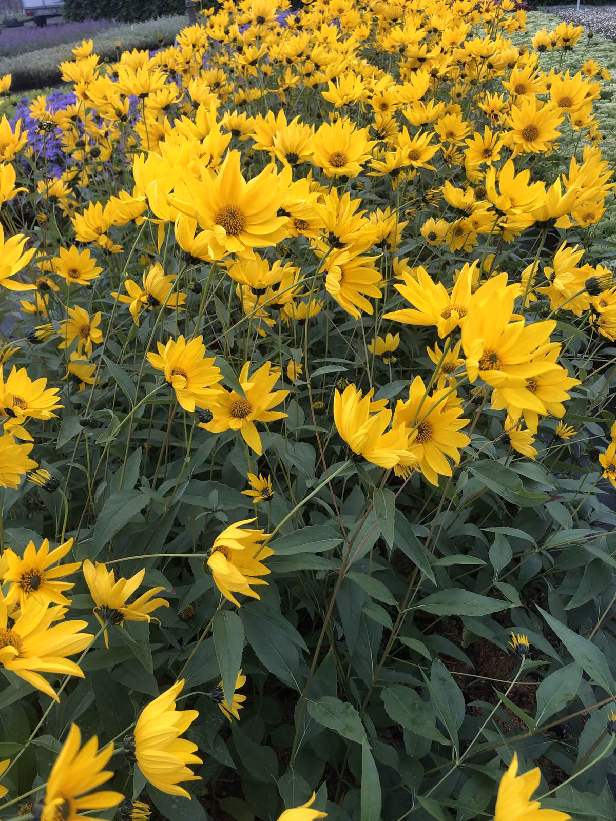 6 x Helianthus atrorubens - Girasole perenne a pelo ruvido - vaso 9x9 cm
