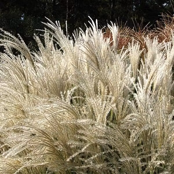 6 piante di *Miscanthus sinensis* 'Kleine Fontaene' | Vaso da 9x9 cm