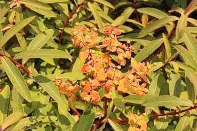 6 x Euphorbia griffithii 'Dixter' - Euforbia - vaso 9 x 9 cm