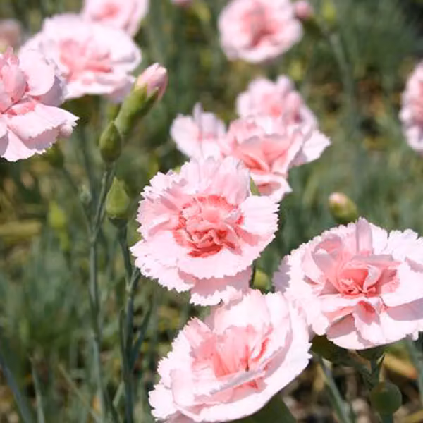 6 piante di *Dianthus plumarius* 'Doris' (Feder Nelke), in vaso da 9x9 cm