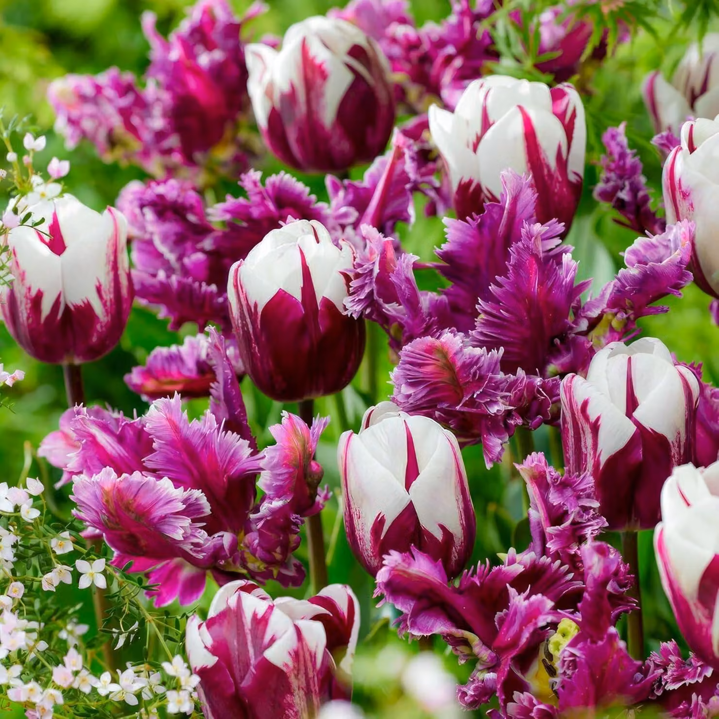 Bulbi di tulipano resistenti al freddo, perenni, mix di colori viola e bianco - 25 bulbi - Piante vere provenienti dall'Olanda - Bulbi di tulipano per giardino, vasi e balcone (bulbi grandi, non semi, non artificiali)