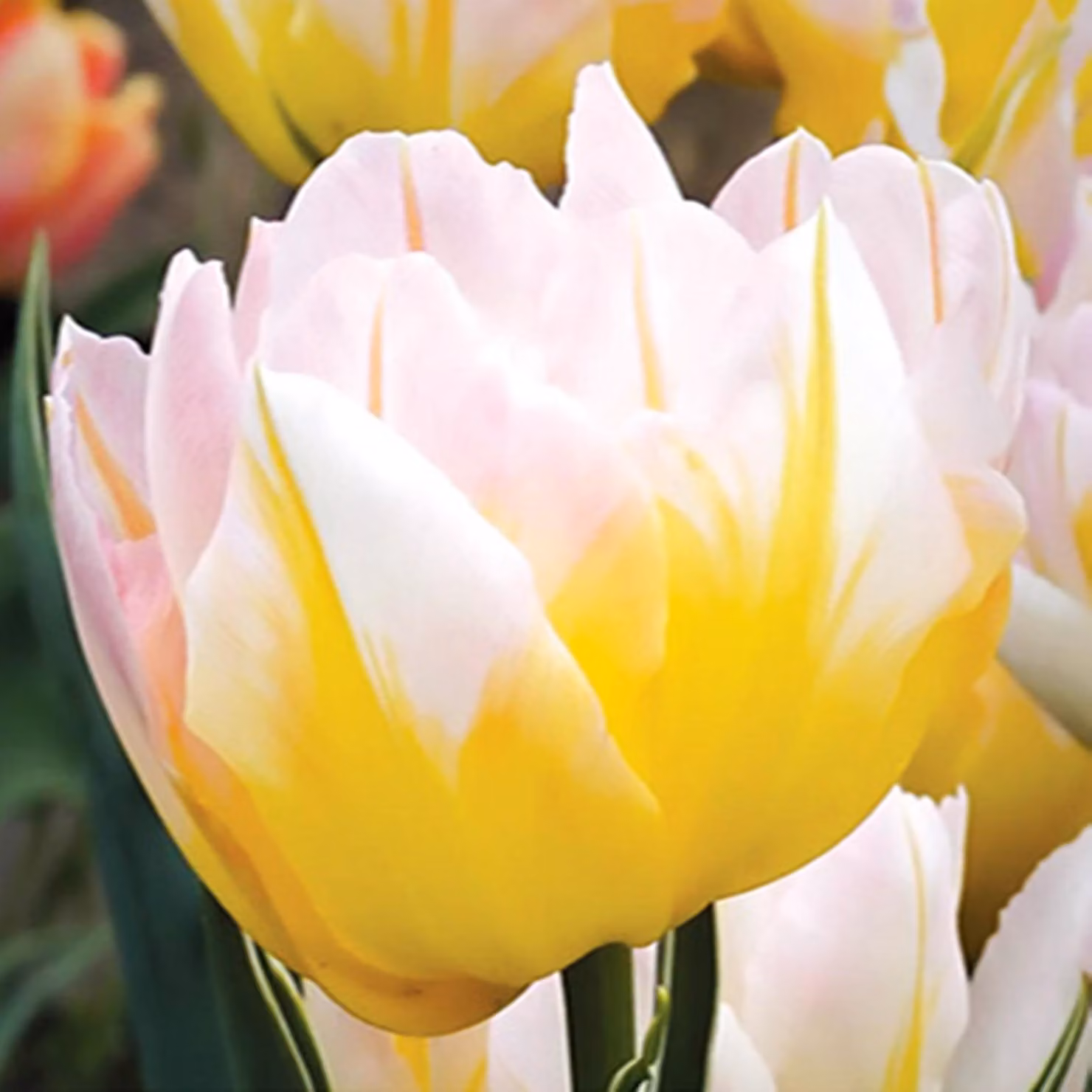 Tulipani Bulbi da fiore Bulbi da fiore Tulipano doppio Password 5 pz.