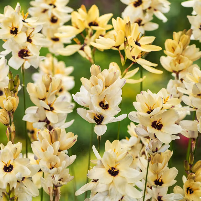 Ixia Bulbi Fiori Bellflower Corn Lily Hogarth 10 pz.
